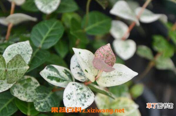花叶络石怎么浇水 花叶络石扦插流程