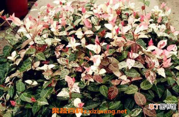 花叶络石怎么浇水 花叶络石扦插流程