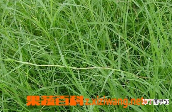 铁线草的功效与作用