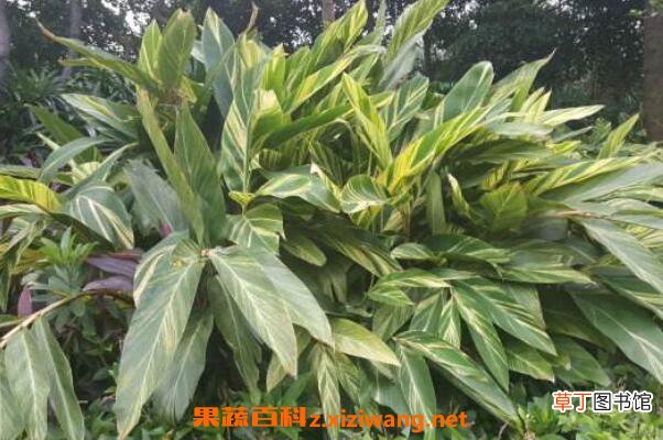 艳山姜与砂仁的区别