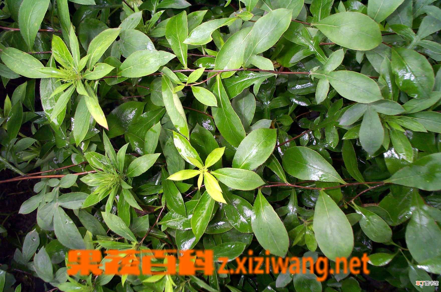 苍术的功效与作用