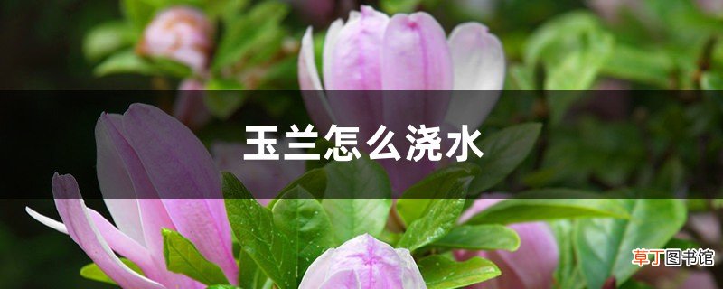 玉兰怎么浇水