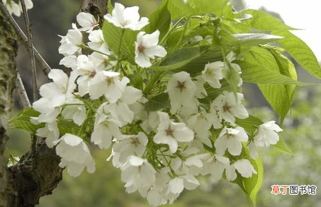 樱花有哪些品种和颜色  樱花的颜色有几种？