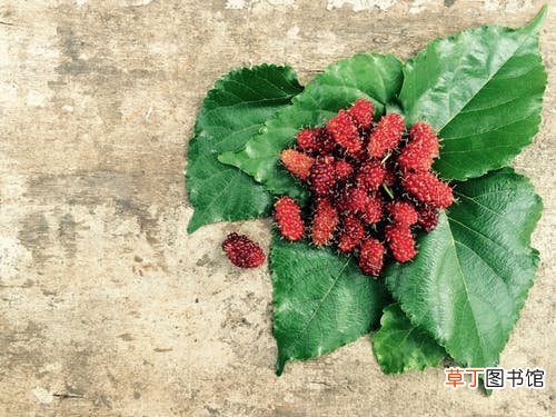 孕妇梦见桑葚生男生女