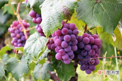 孕妇梦见一串串紫葡萄什么意思