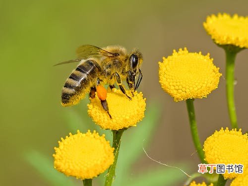 孕妇梦到蜜蜂生男生女