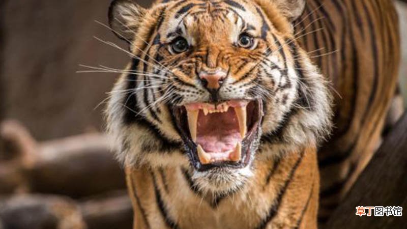 梦到被老虎追咬是什么意思