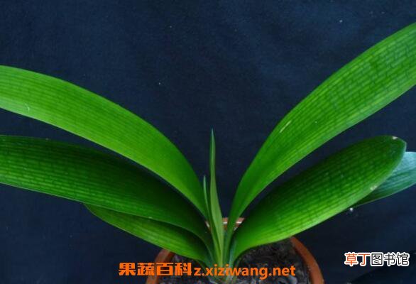 君子兰夏天怎么浇水 君子兰夏天怎么养