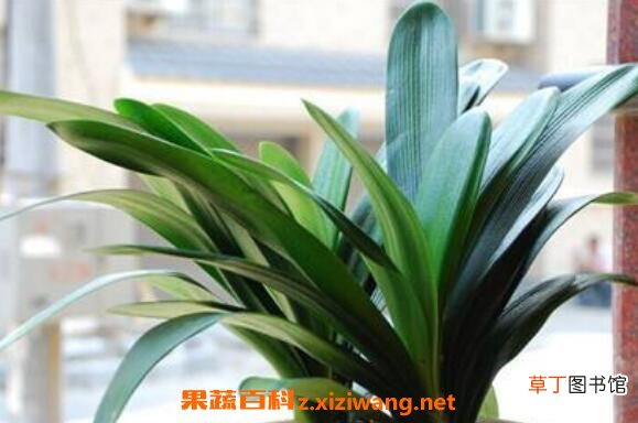 君子兰夏天怎么浇水 君子兰夏天怎么养