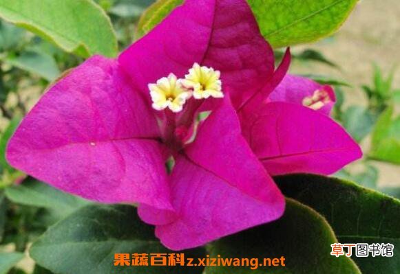 叶子花图片 叶子花怎么养