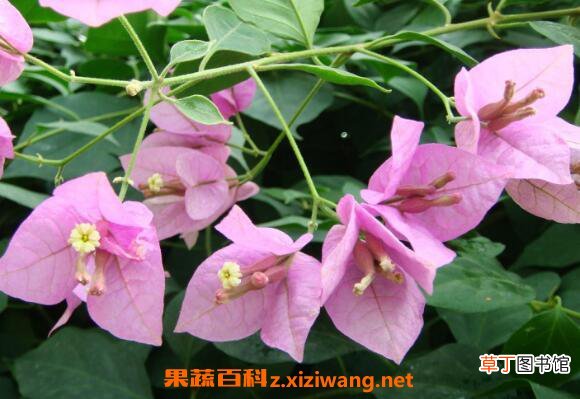 叶子花图片 叶子花怎么养
