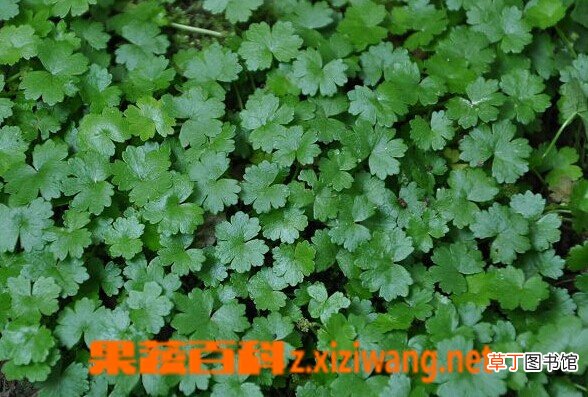 天胡荽的功效与作用