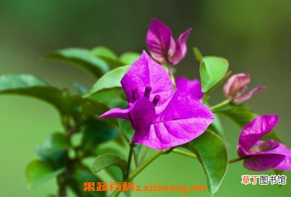 叶子花的功效与作用 叶子花的副作用