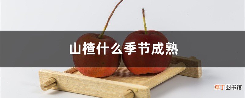 山楂什么季节成熟