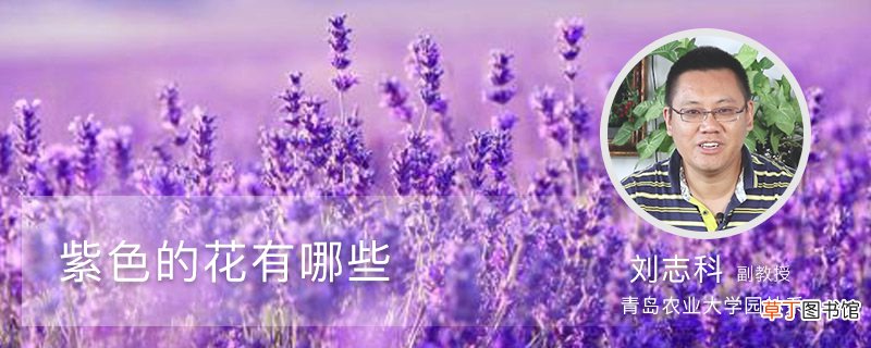 紫色的花有哪些
