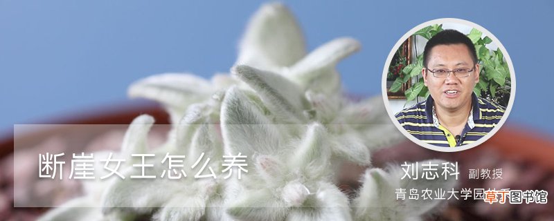 断崖女王怎么养