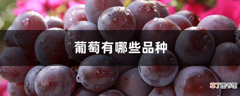 葡萄有哪些品种