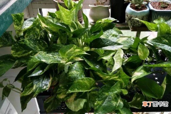 给花吃点美容药，不黄叶不烂根，秋冬一茬一茬开不停！