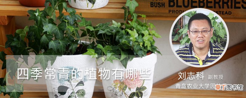 四季常青的植物有哪些