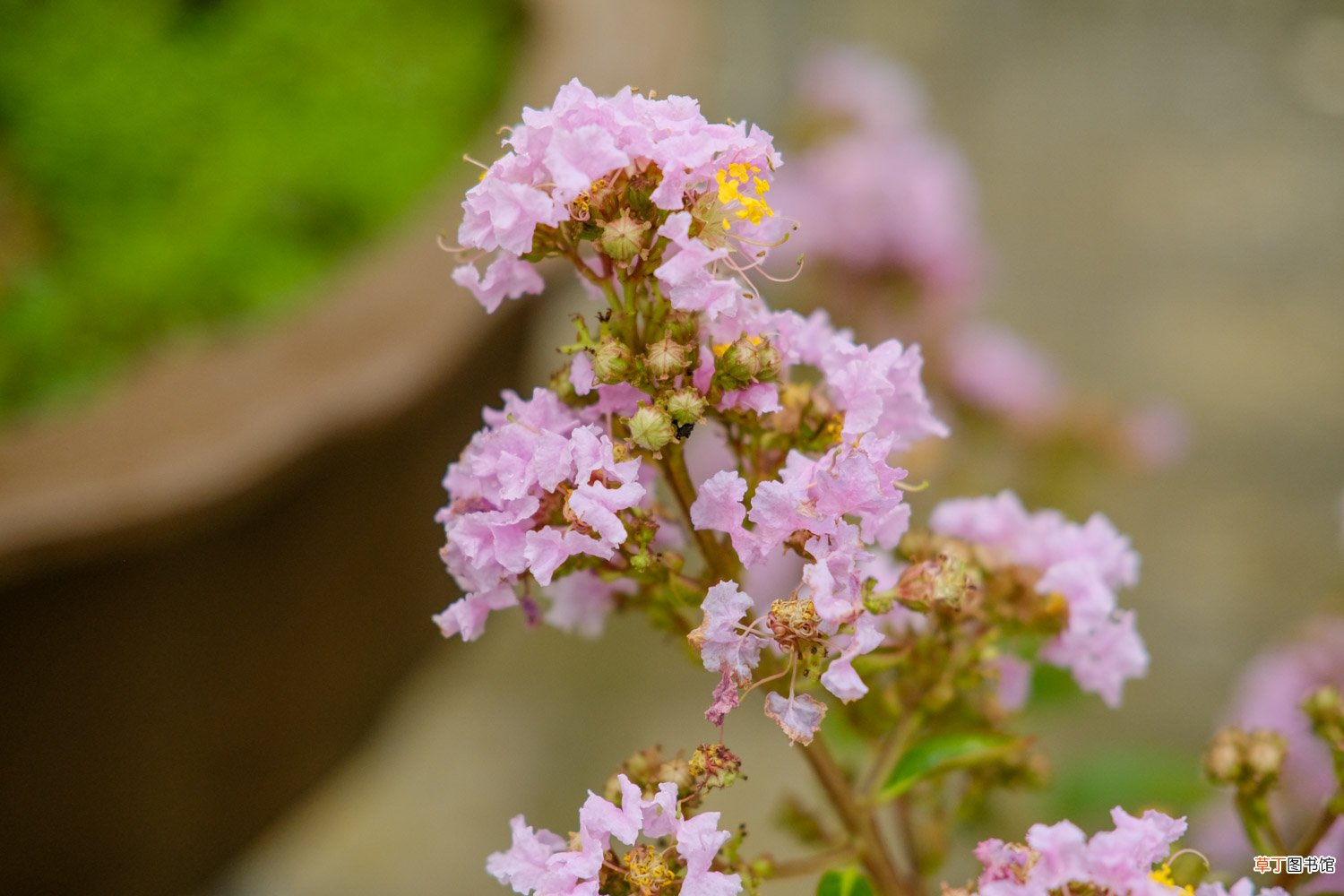 紫薇扦插最简单方法