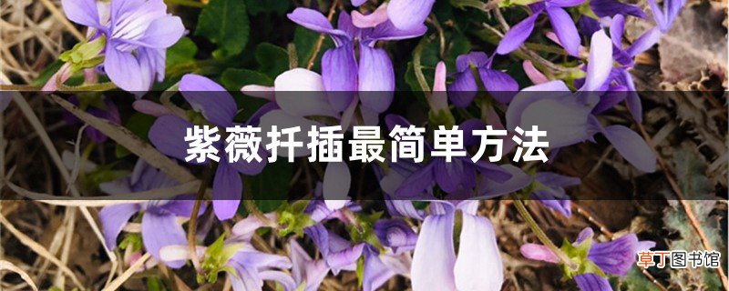 紫薇扦插最简单方法