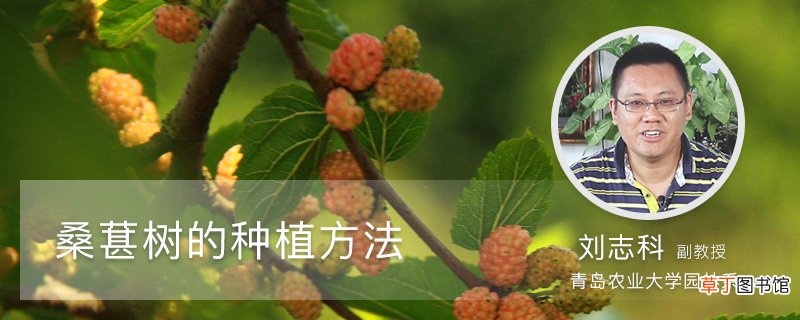 桑葚树的种植方法