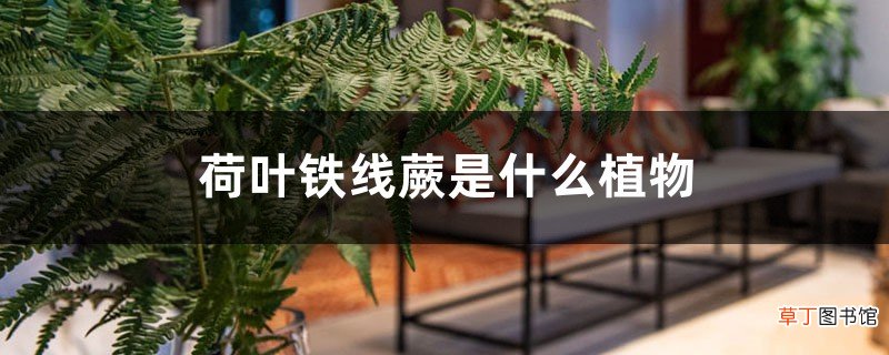 荷叶铁线蕨是什么植物