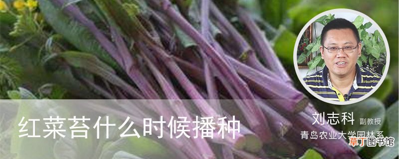 红菜苔什么时候播种