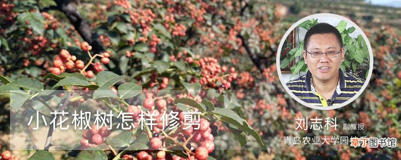 小花椒树怎样修剪