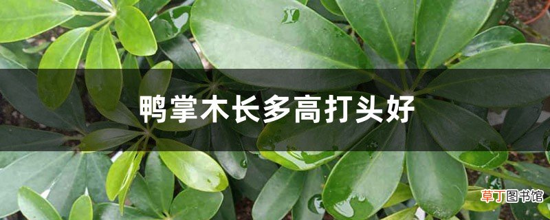 鸭掌木长多高打头好