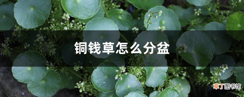 铜钱草怎么分盆