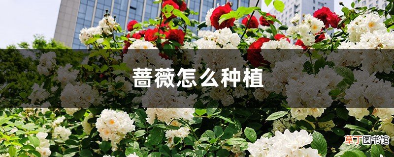 蔷薇怎么种植