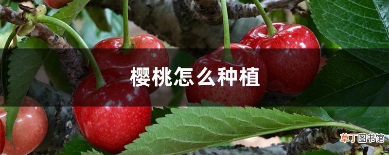 樱桃怎么种植