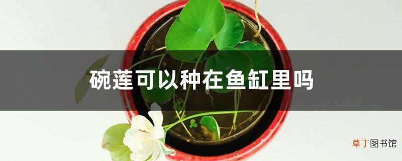碗莲可以种在鱼缸里吗