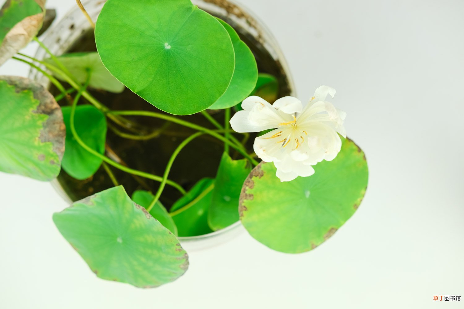 碗莲可以种在鱼缸里吗