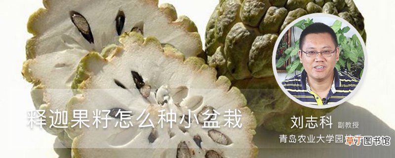释迦果籽怎么种小盆栽