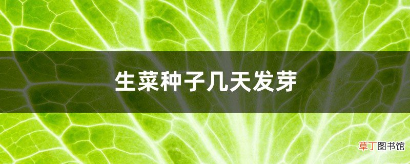 生菜种子几天发芽
