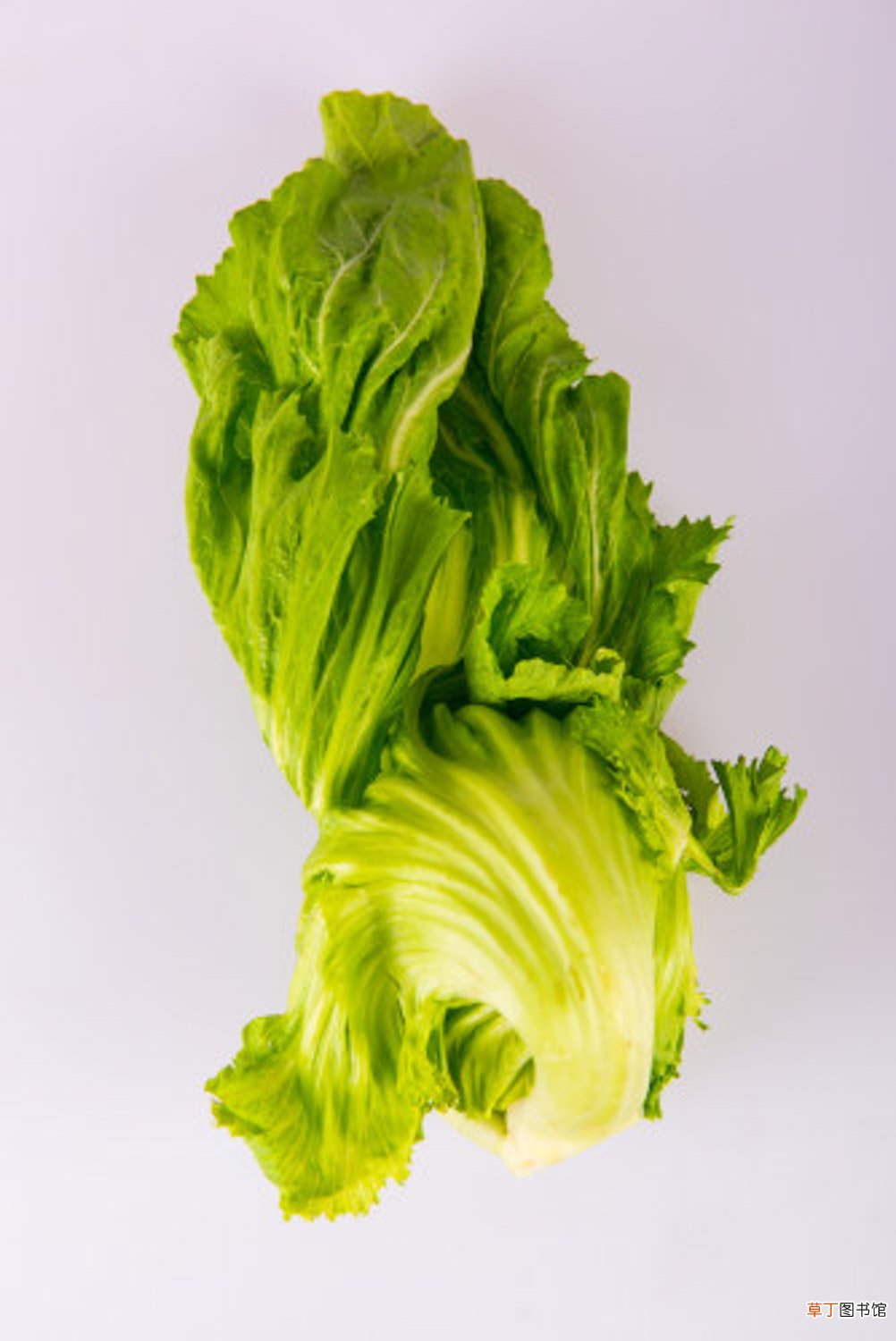生菜种子几天发芽