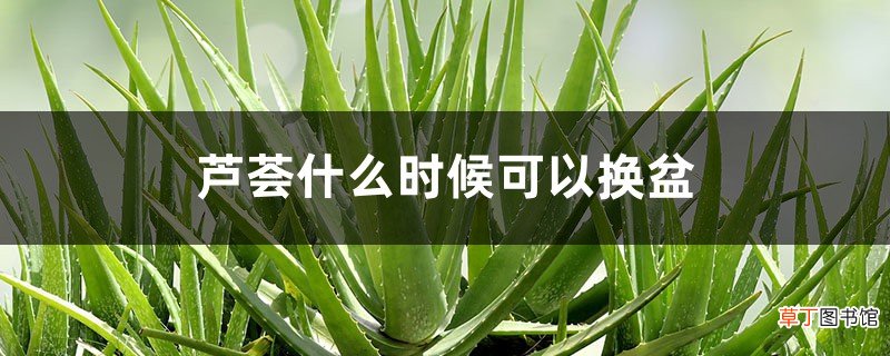 芦荟什么时候可以换盆
