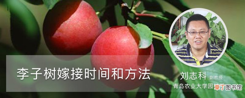 李子树嫁接时间和方法