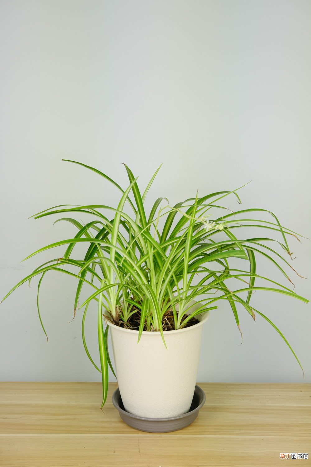 吊兰如何浇水