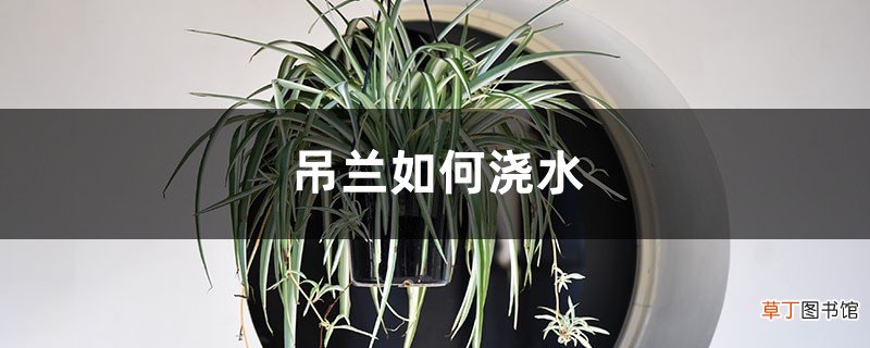 吊兰如何浇水