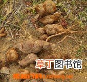 赤何首乌的功效与作用