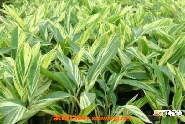 花叶良姜的功效与作用