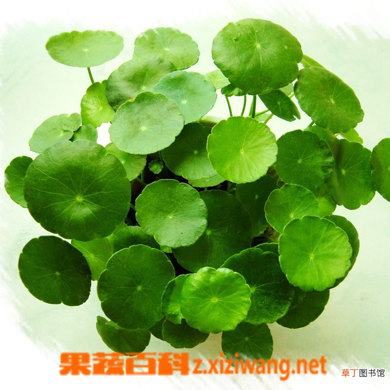 金钱草有哪些功效与作用