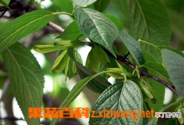 杜仲叶的功效与作用