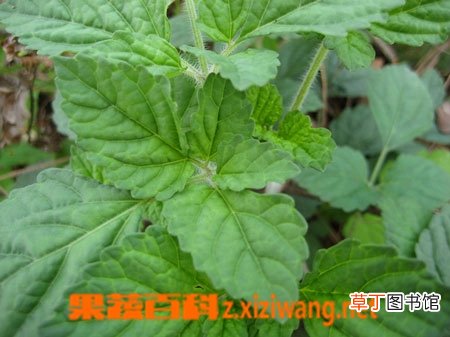 紫参的功效与作用