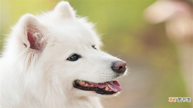 属狗什么命
