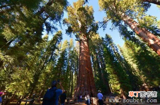 世界上最高的树 世界上最大的树排名榜介绍