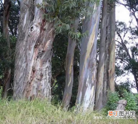 世界上最高的树 世界上最大的树排名榜介绍